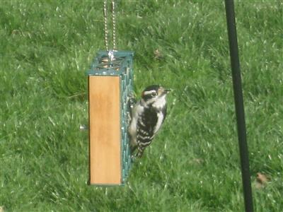  DOWNY WOODPECKER 